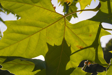 green maple leaves