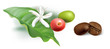 Coffee Beans roasted to perfection, coffee flower, berries and leaf.
Hand drawn realistic vector illustration on white background.
