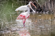 Spoonbill and Friend