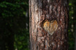 Heart Carved into Tree Trunk in Forest 