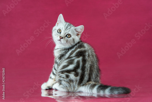 Tabby British Shorthair Kitten Britain Cat On Cherry Studio