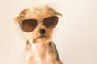 Closeup of a little dog wearing aviator style sunglasses