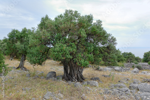 Stare drzewa oliwne na wyspie Pag