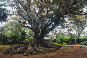 ficus macrophylla, commonly known as the moreton bay fig or australian banyan is an enormous tree wi