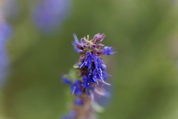 Wall Mural - Hyssop flowers (Hyssopus officinalis)