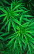 vegetative marijuana plant