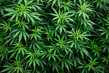 Cannabis Wallpaper Marijuana Plant Background, Leaf Pattern, Weed