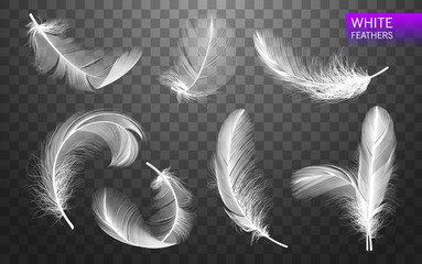 Wall Mural - set of isolated falling white fluffy twirled feathers on transparent background in realistic style. 