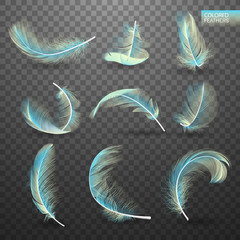 Wall Mural - set of isolated falling colored fluffy twirled feathers on transparent background in realistic style
