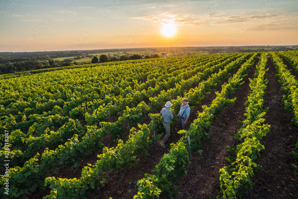 Top view. Two French winegrowers in their vines at sunset