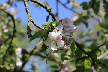 Wall Mural - blooming Apple tree