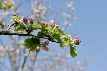 Wall Mural - blooming Apple tree