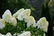 © Irina - Luxury bush white paniculata hydrangeas on the background of the garden.