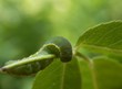 green caterpillar on a plant
