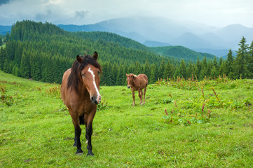 Grazing horse at high-land pasture at Carpathian Mountains after rain. Picture of beautiful green pasture on a background of mountains.