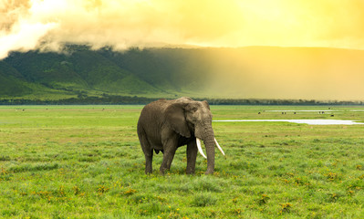 Elephant passing