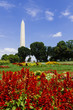Washington Monument with Red Flowers in Washinton DC, USA