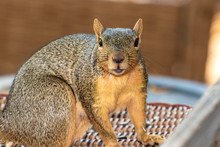 Eastern Fox Squirrel, Fox Squirrel, Bryant's Fox Squirrel - Sciurus Niger