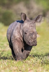 Wall Mural - baby rhino or rhinoceros