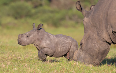 Wall Mural - baby rhino or rhinoceros