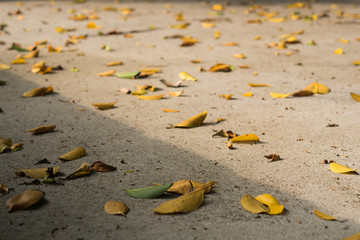 Canvas Print - Leaves on the floor are many shapes.