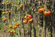 Sick tomatoes in the garden, the vegetables infected with late blight, a blight on the crop