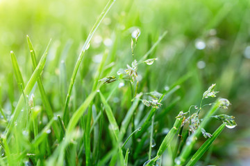 Wall Mural - Fresh green grass with water drops, Dewy meadow grass at dawn. Blue green background