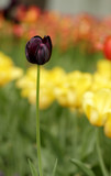Fototapeta Tulipany - Spring black tulip flower