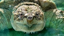 Face Turtle