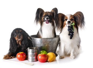 Wall Mural - little dogs cooking