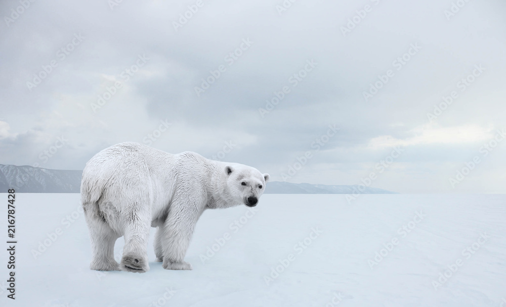 Polar bear on a walk - obrazy, fototapety, plakaty 