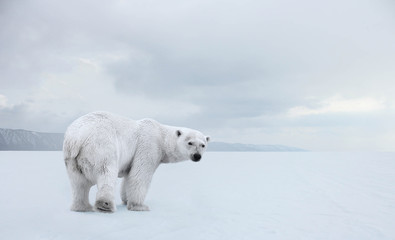 polar bear on a walk