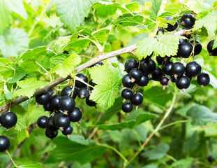 Poster - Currant plant. Black currants on a branch in the garden.