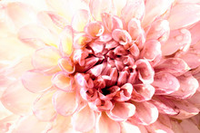 Pink Dahlia Flower Head Close Up Macro. Artistic View Of A Garden Blooming Plant Full Of Petals And Florest With Soft Pastel Tones And Soft Light.