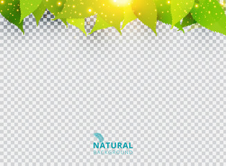 Wall Mural - spring summer natural green background with leaves and lighting effect on transparent background.