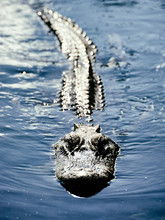 Gator In The Everglades