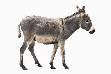 Canvas Print - donkey isolated a on white