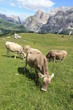 Bergpanorama in den Alpen mit Kühen auf grüner Wiesen vor blauem Himmel und weißen Wolken