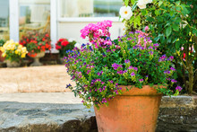 Beautiful Backyard Garden Full Of Colorful Flowers In Pots And Containers, Selective Focus