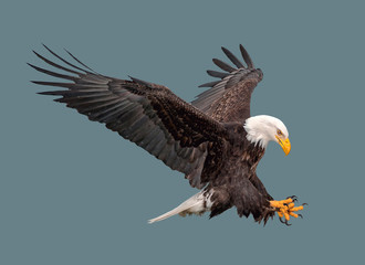 the bald eagle in flight.