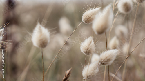 chaton Poster Mural XXL