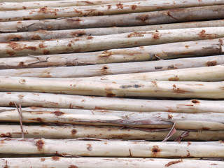 Sticker - Eucalyptus tree, Pile of wood logs ready for industry