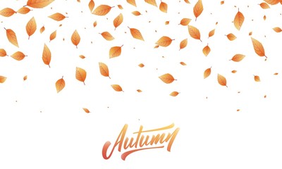 Wall Mural - Fall leaves background. Autumn leaves frame, overlay, banner design