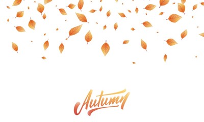 Wall Mural - leaves background. fall autumn leaves frame, overlay, banner design
