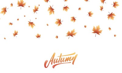 Wall Mural - autumn leaves background. fall maple leaves frame, overlay, banner design
