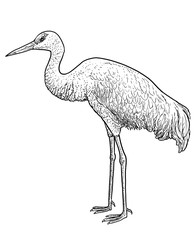 Wall Mural - Crane bird illustration, drawing, engraving, ink, line art, vector