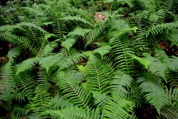  Fern leaves Natural background