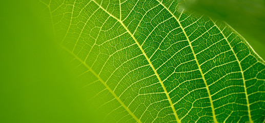 Blatt mit Adern. Symbol für Vernetzung, Gesundheit und Natur