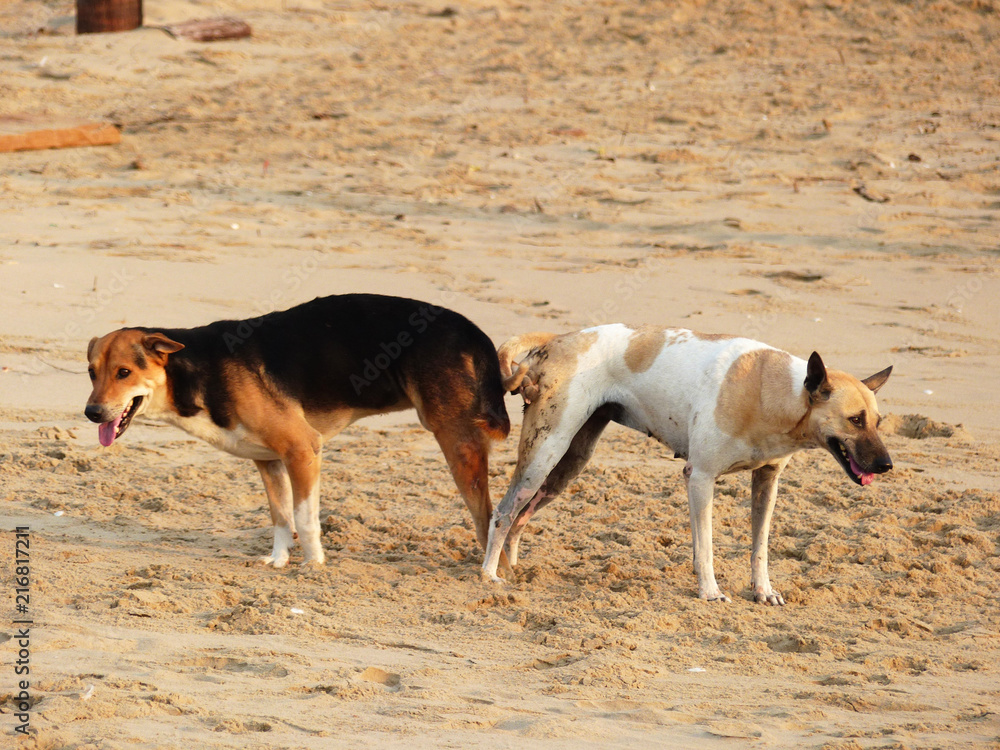 Dog mating Stock Photo | Adobe Stock