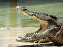 Crocodile With Open Mouth